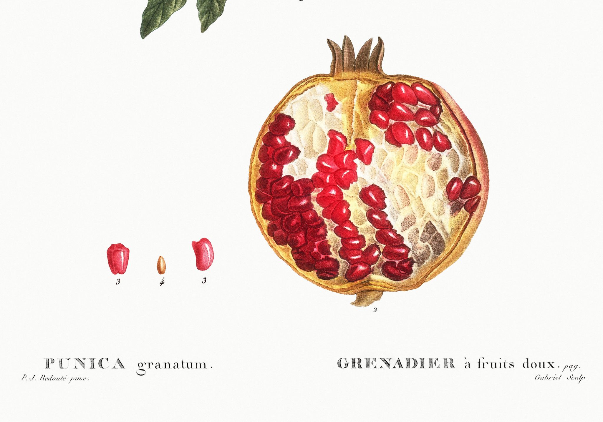 Affiche sur le Grenadier, d’après une gravure de 1802