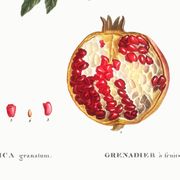 Affiche sur le Grenadier, d’après une gravure de 1802
