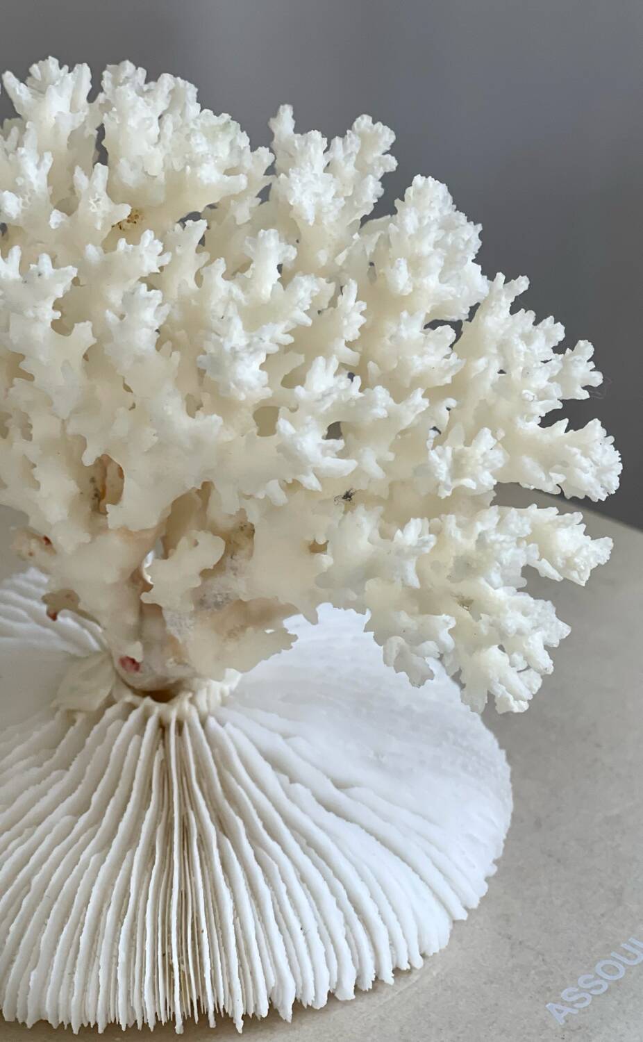 White coral on a natural base