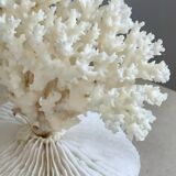 White coral on a natural base