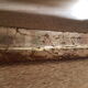 Old ice skates