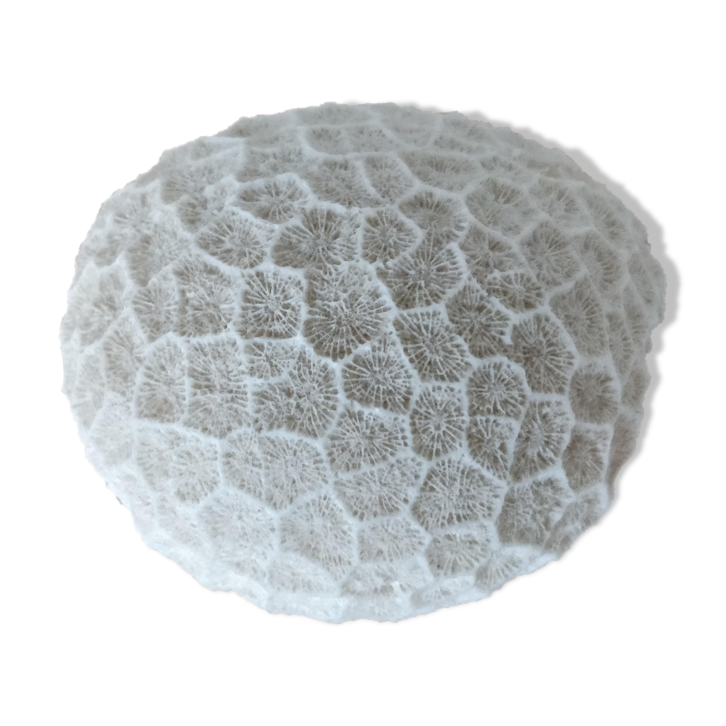 White coral ball