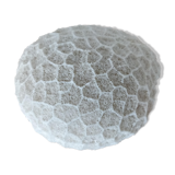 Boule de corail blanc