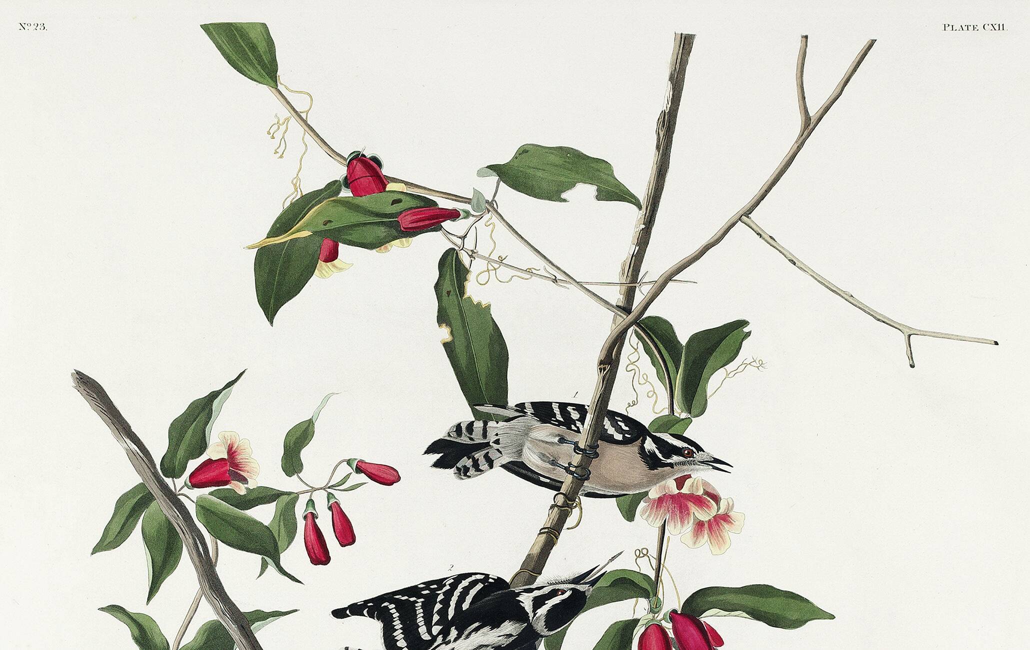 Poster about the Pic mineur, based on an old engraving from 1827.