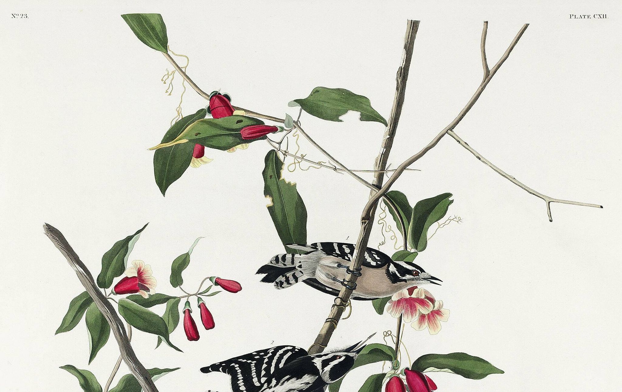 Affiche sur le Pic mineur, d’après une gravure ancienne de 1827.