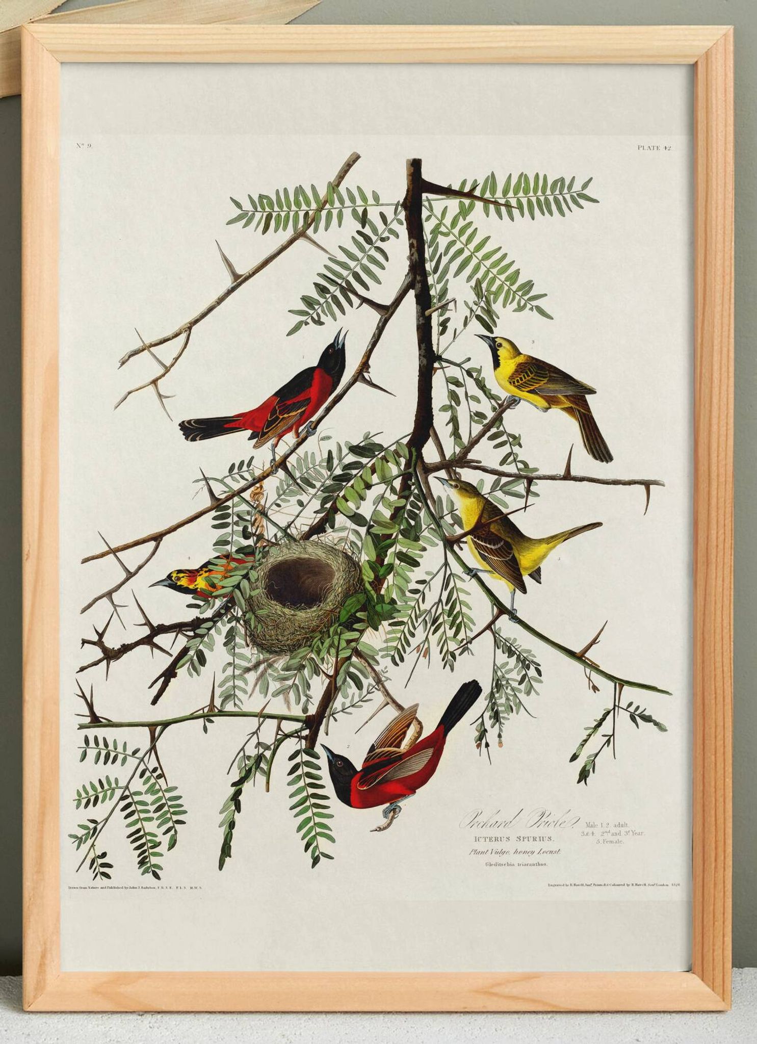 Affiche sur l’Oriole, d’après une gravure ancienne de 1827.