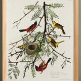 Poster about the Oriole, based on an old engraving from 1827.