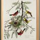 Poster about the Oriole, based on an old engraving from 1827.