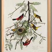 Affiche sur l’Oriole, d’après une gravure ancienne de 1827.
