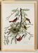 Affiche sur l’Oriole, d’après une gravure ancienne de 1827.