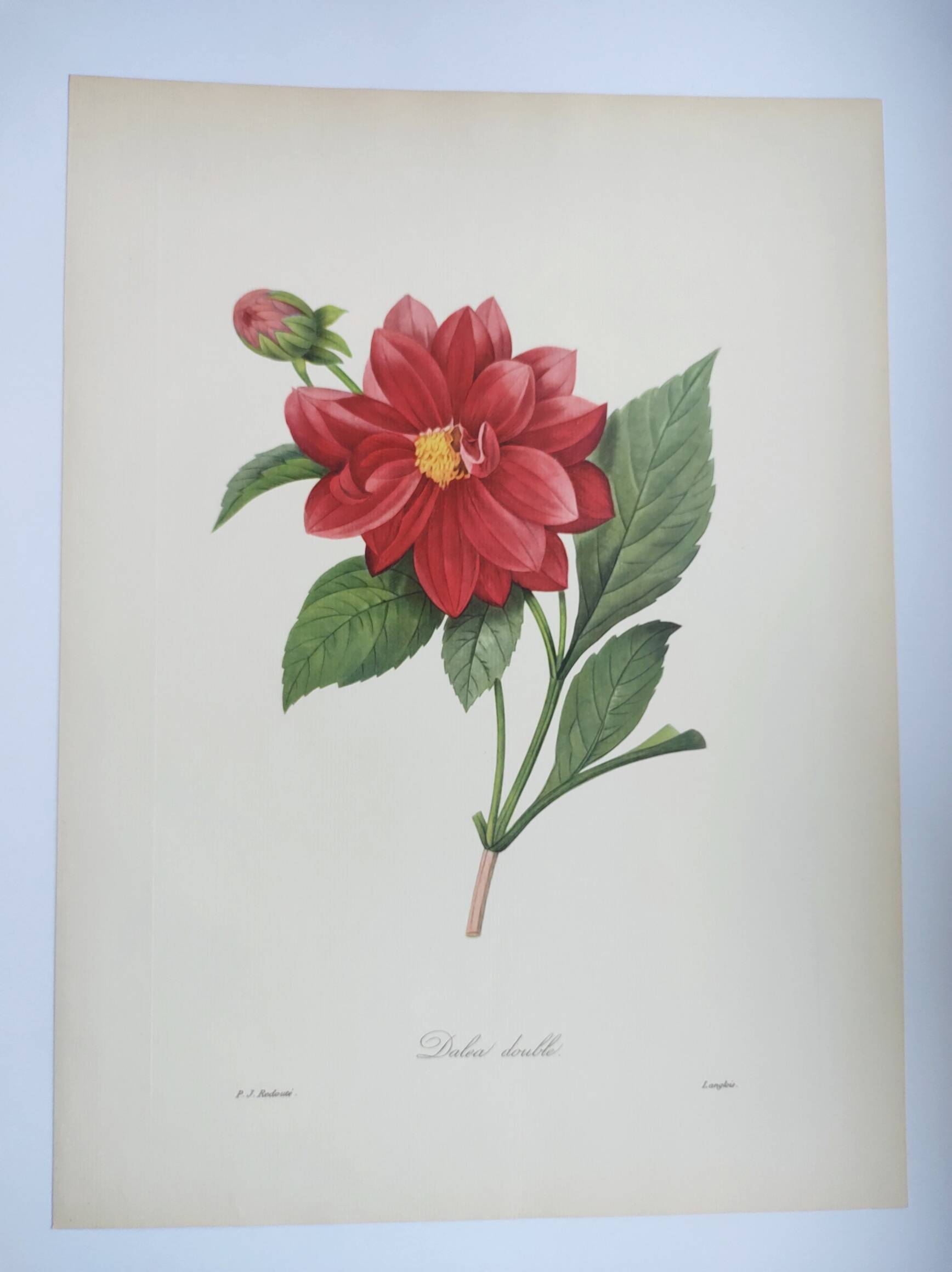 Vintage antique botanical -1955- Dalea double- engraving by PJ. Redouté