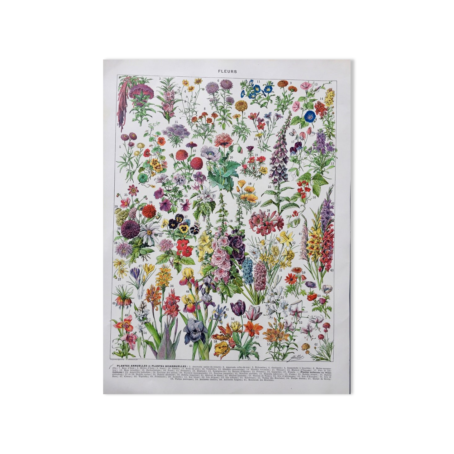 Illustration ancienne Millot "Fleurs annuelles ou bisanuelles"