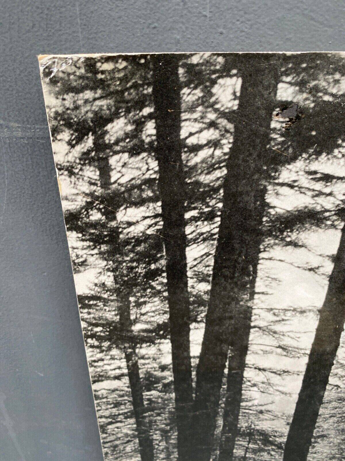 Silver gelatin photograph by Bernard Darot AFIAP. Sun in the Vosges Forest
