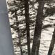 Silver gelatin photograph by Bernard Darot AFIAP. Sun in the Vosges Forest