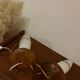 Paire de lampes vintage Philips