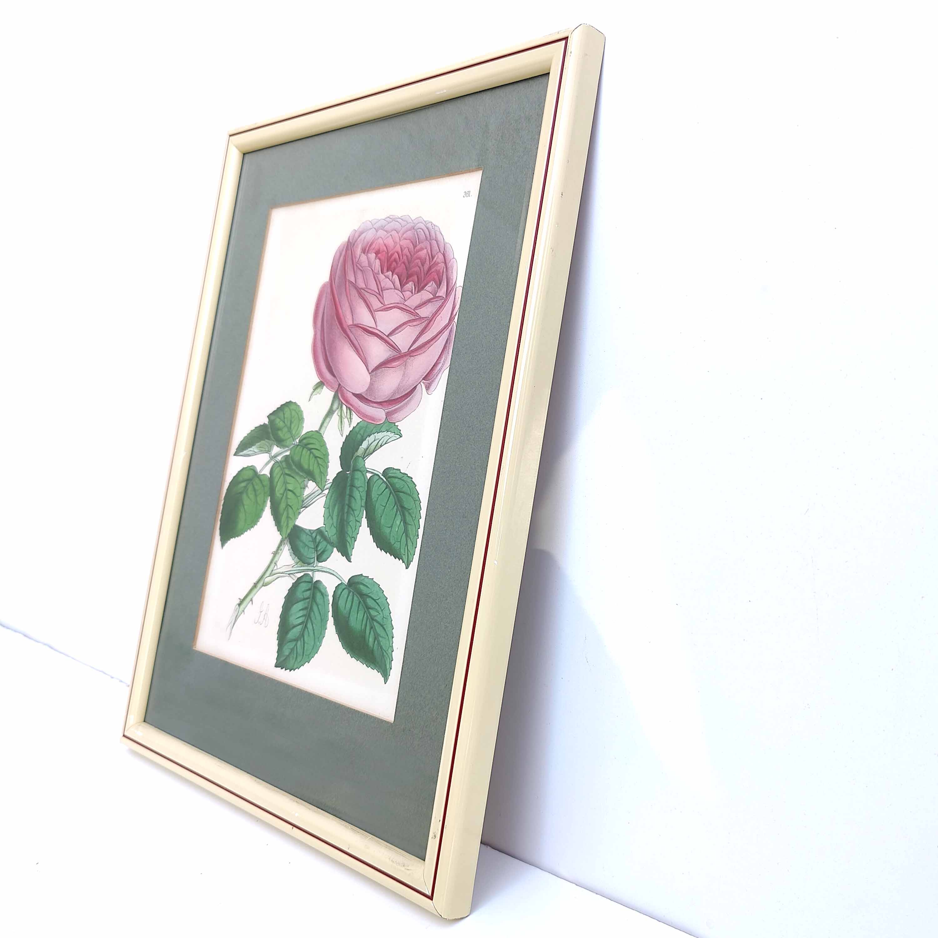 Pink botanical illustration lithograph