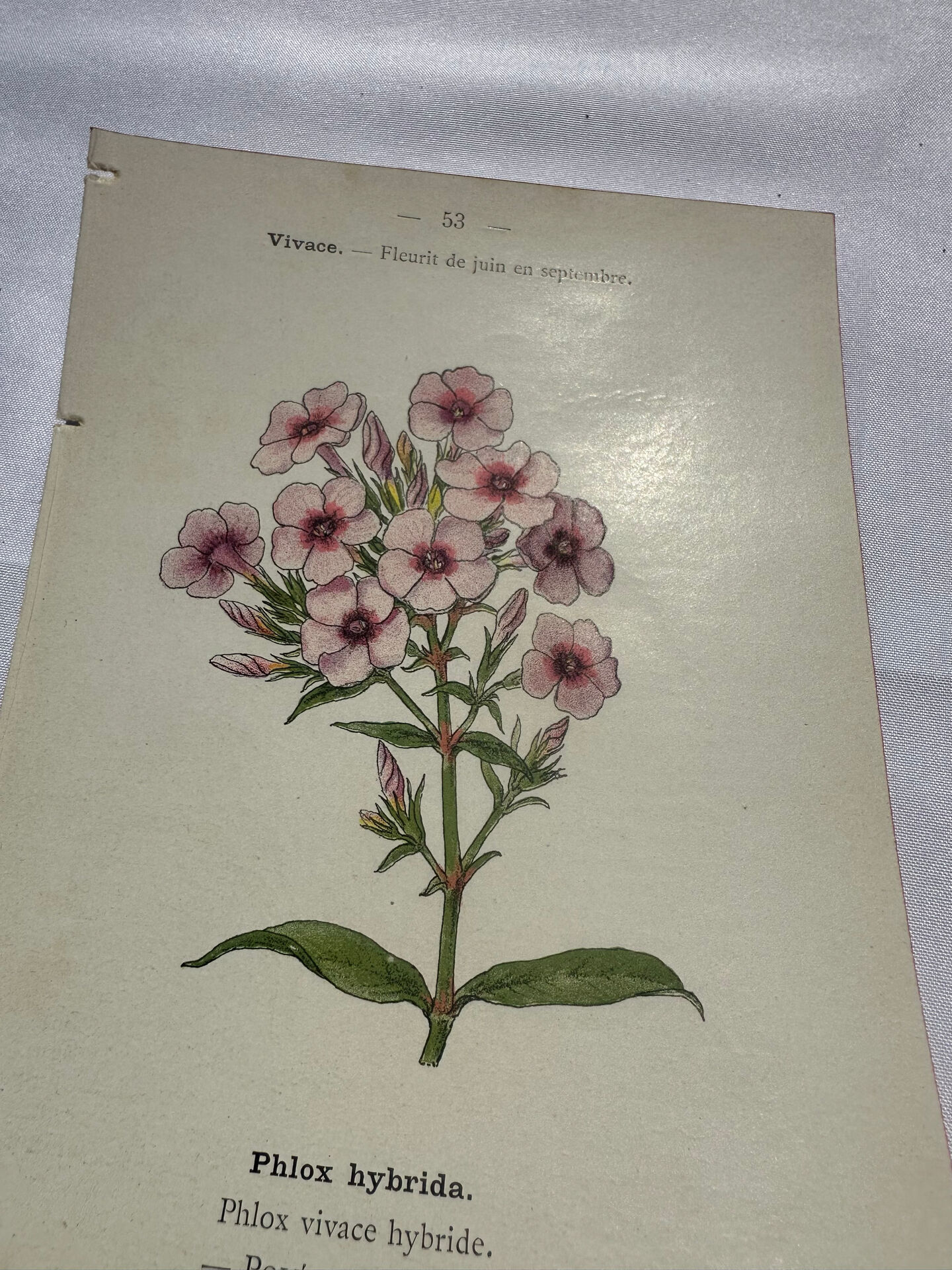 Planche botanique gravure florale naturaliste 19eme