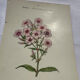Planche botanique gravure florale naturaliste 19eme
