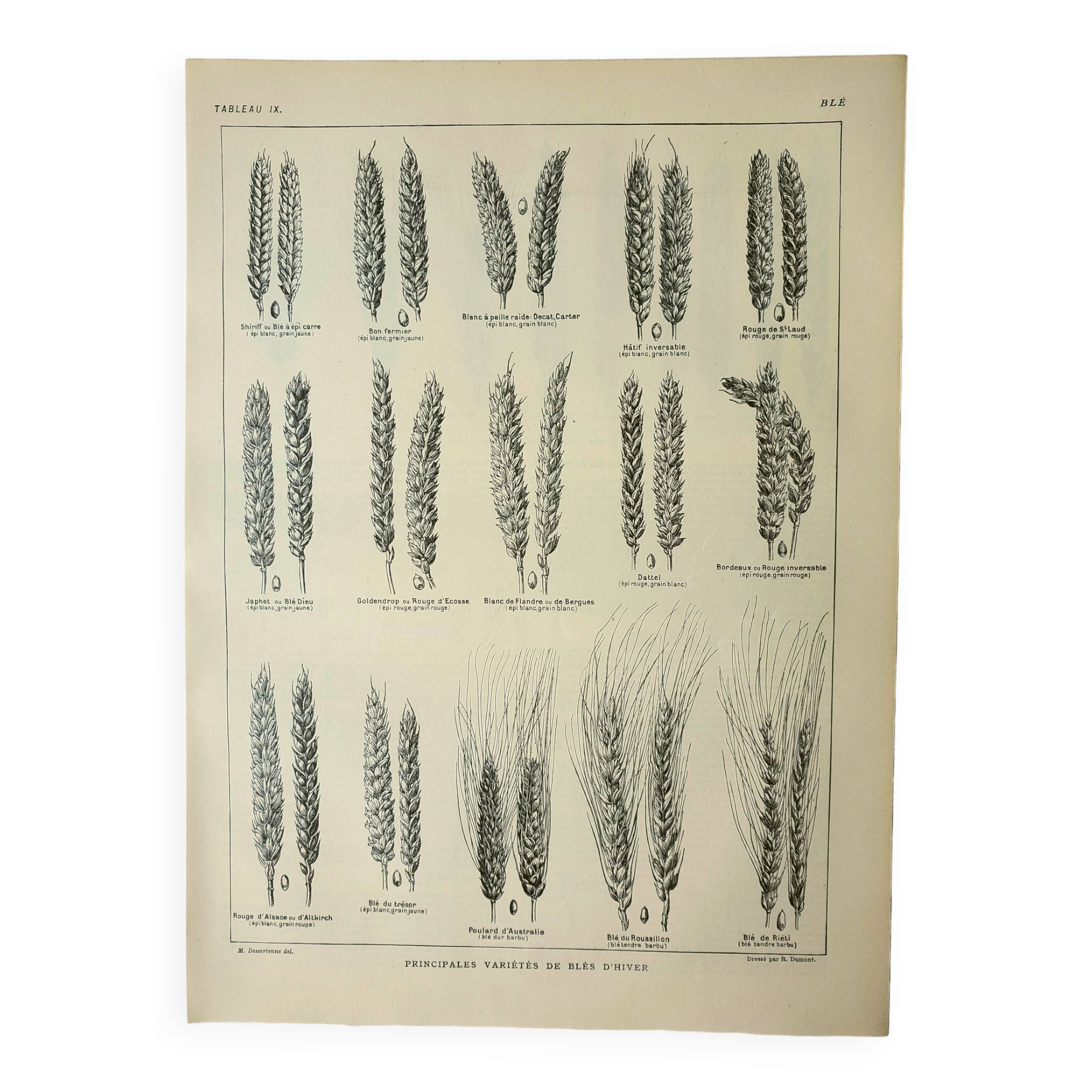 Old engraving 1922, Wheat 1, varieties of wheat, cereals, flour • Lithograph, Original plate