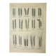 Old engraving 1922, Wheat 1, varieties of wheat, cereals, flour • Lithograph, Original plate