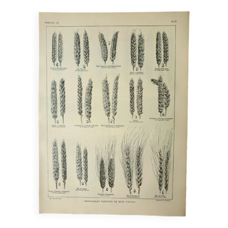 Gravure ancienne 1922, Blé 1, variétés de blés, céreales, farine • Lithographie, Planche originale