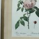 Floral illustration