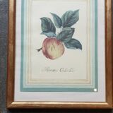 Calville apple botanical board