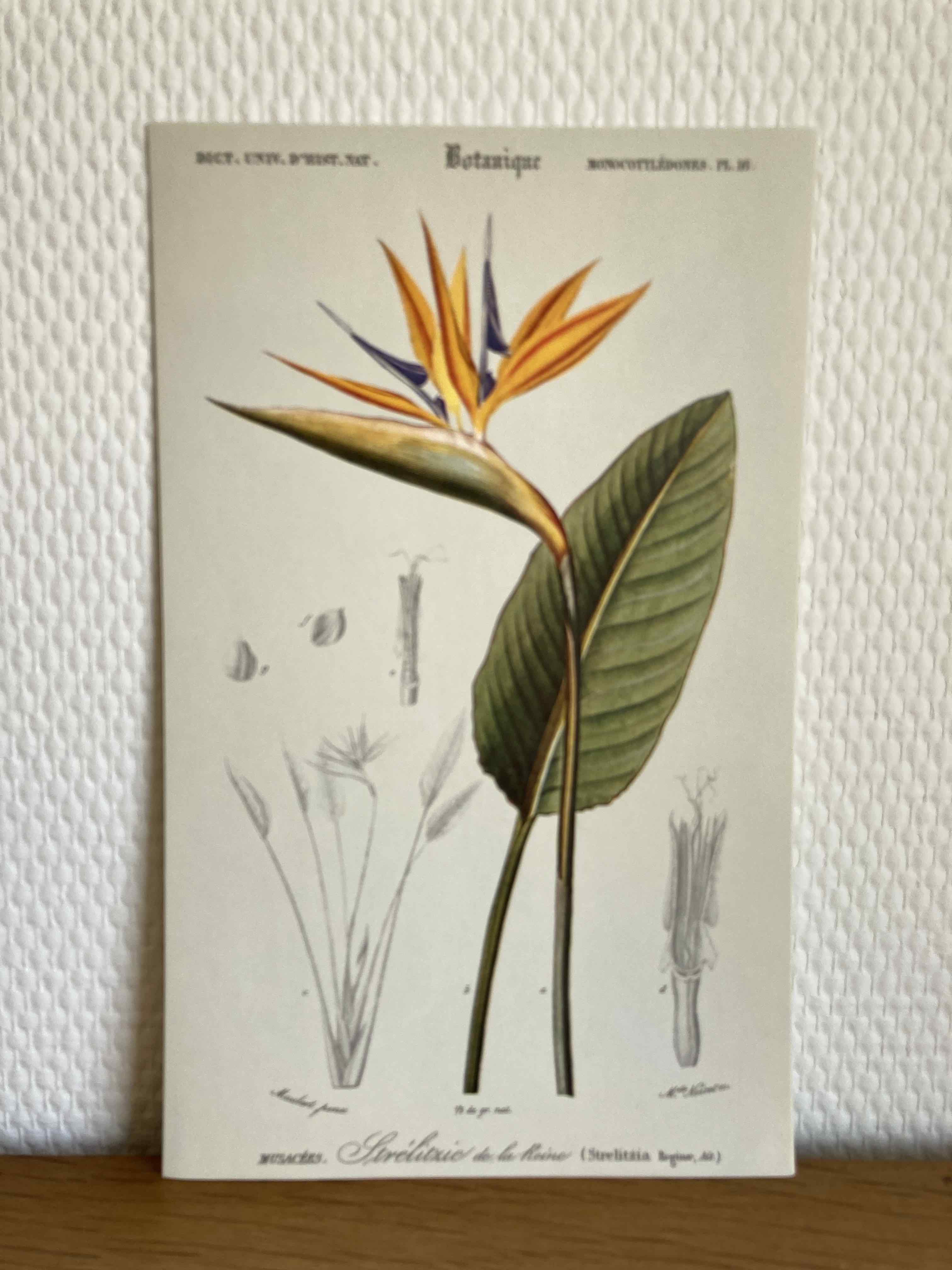 Planche botanique Oiseaux du Paradis