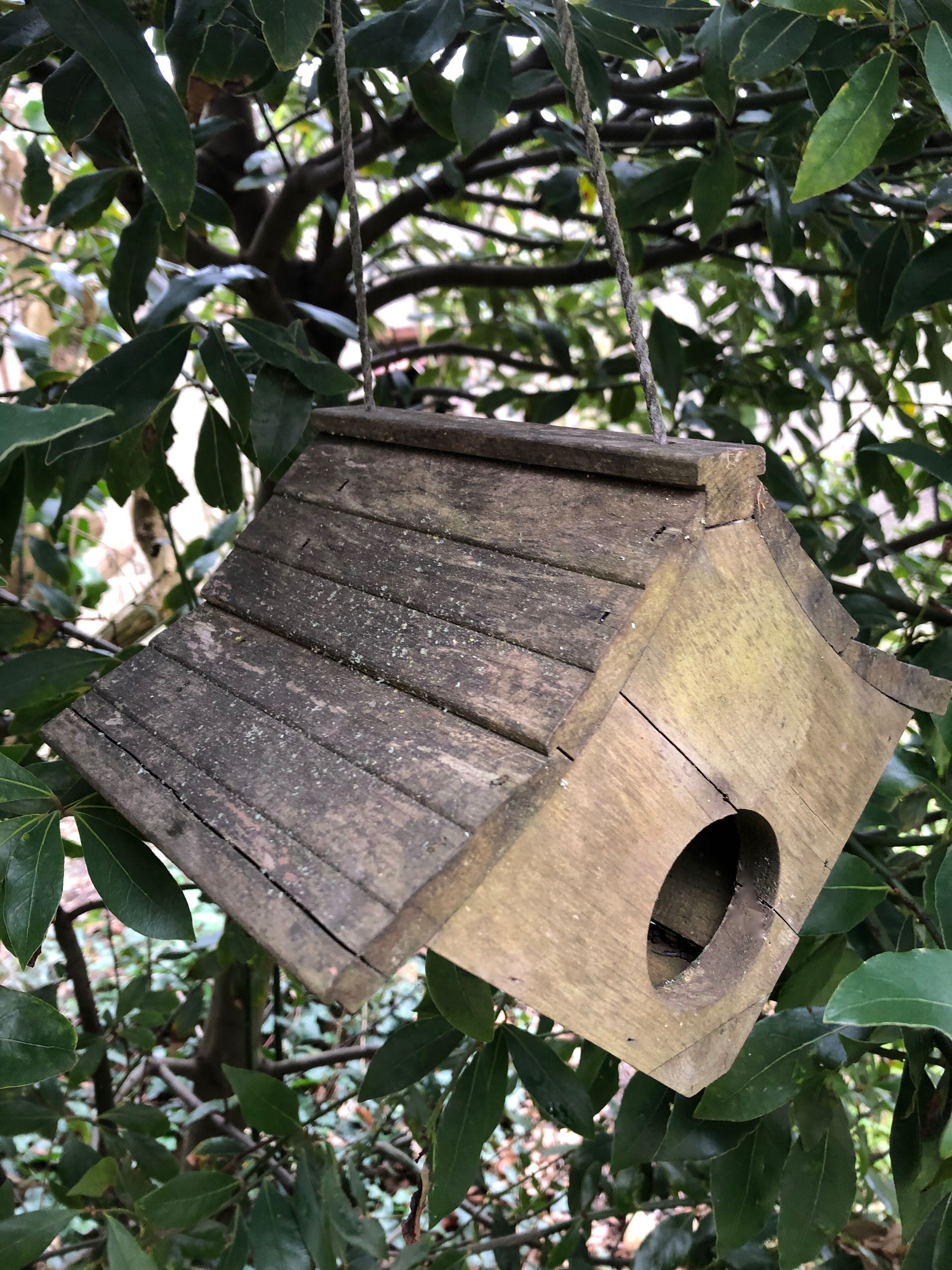 Garden Bird Nest