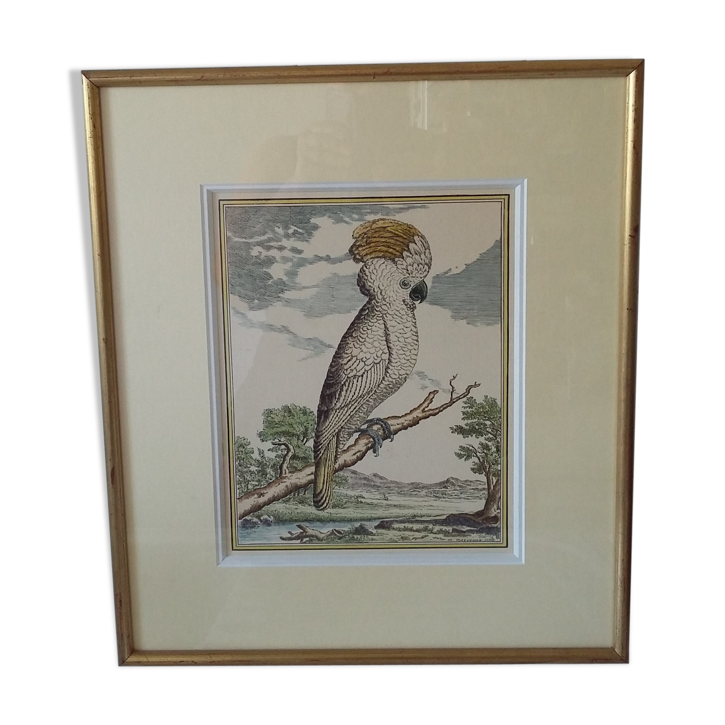 Golden framed bird cockatoo