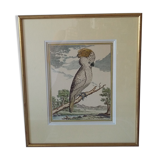 Golden framed bird cockatoo