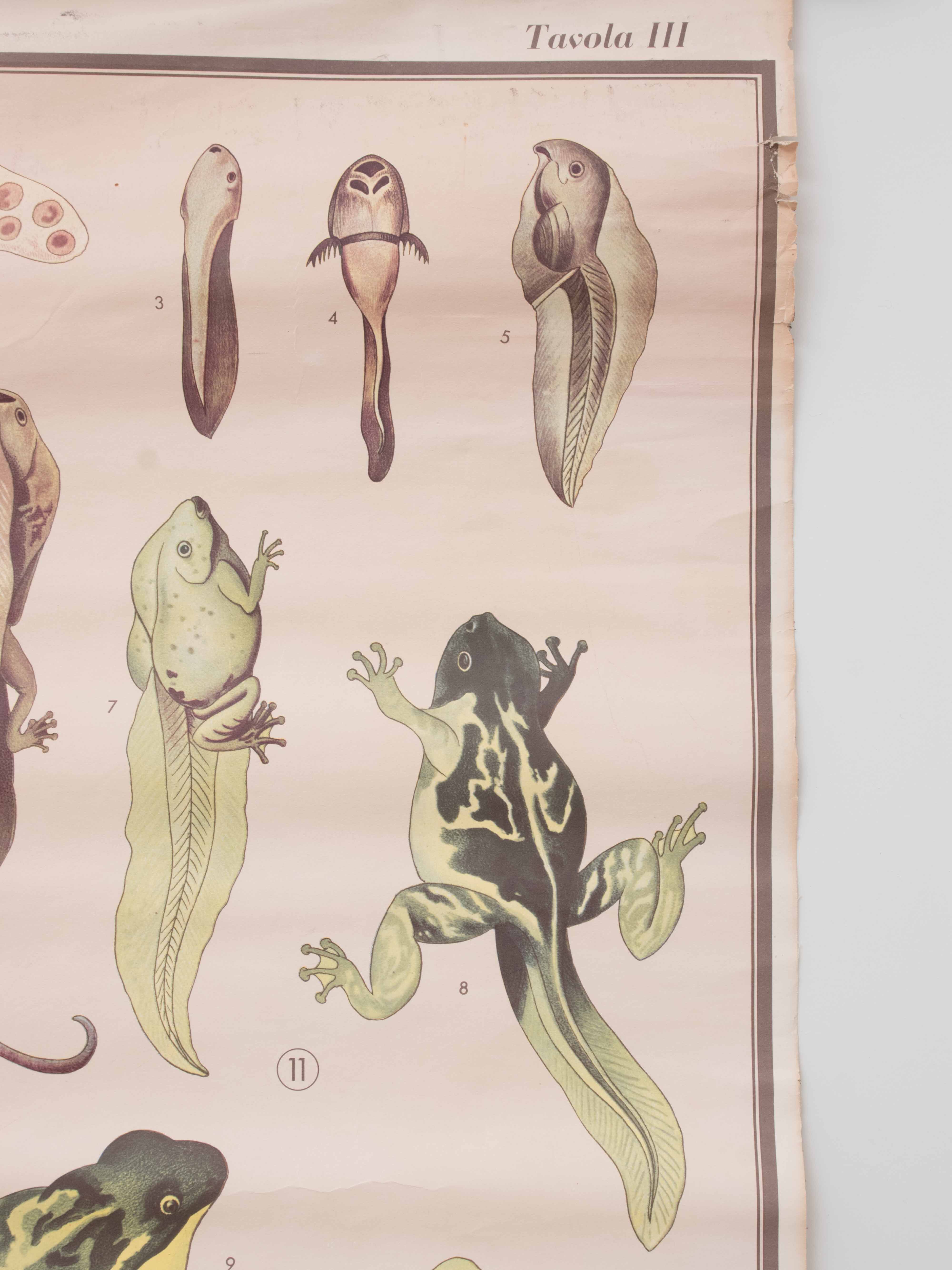 Vintage educational chart