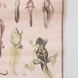Vintage educational chart