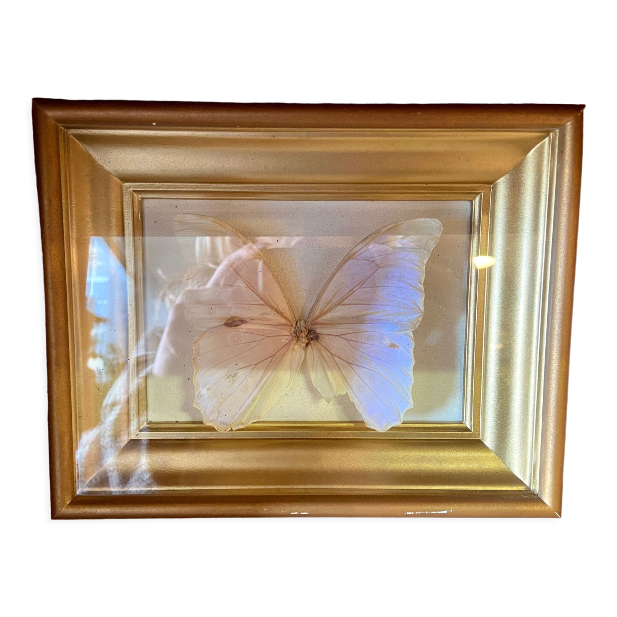 Cadre papillon naturalisé morpho menelaus