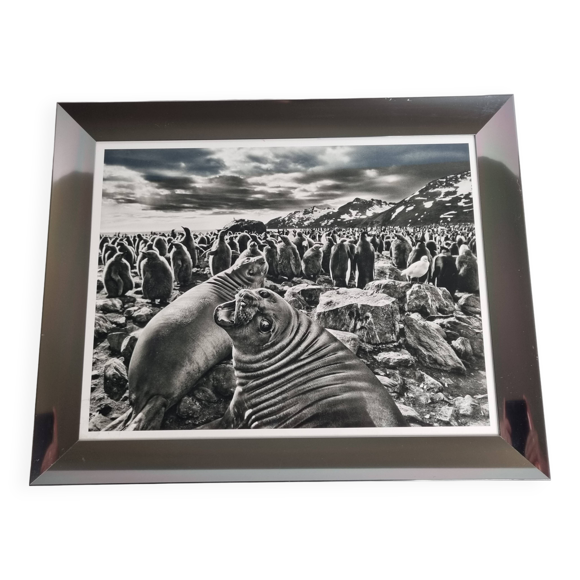 Offset edition in black and white "Genesis" after Sebastião Salgado, framed under glass, 30 x 38 cm