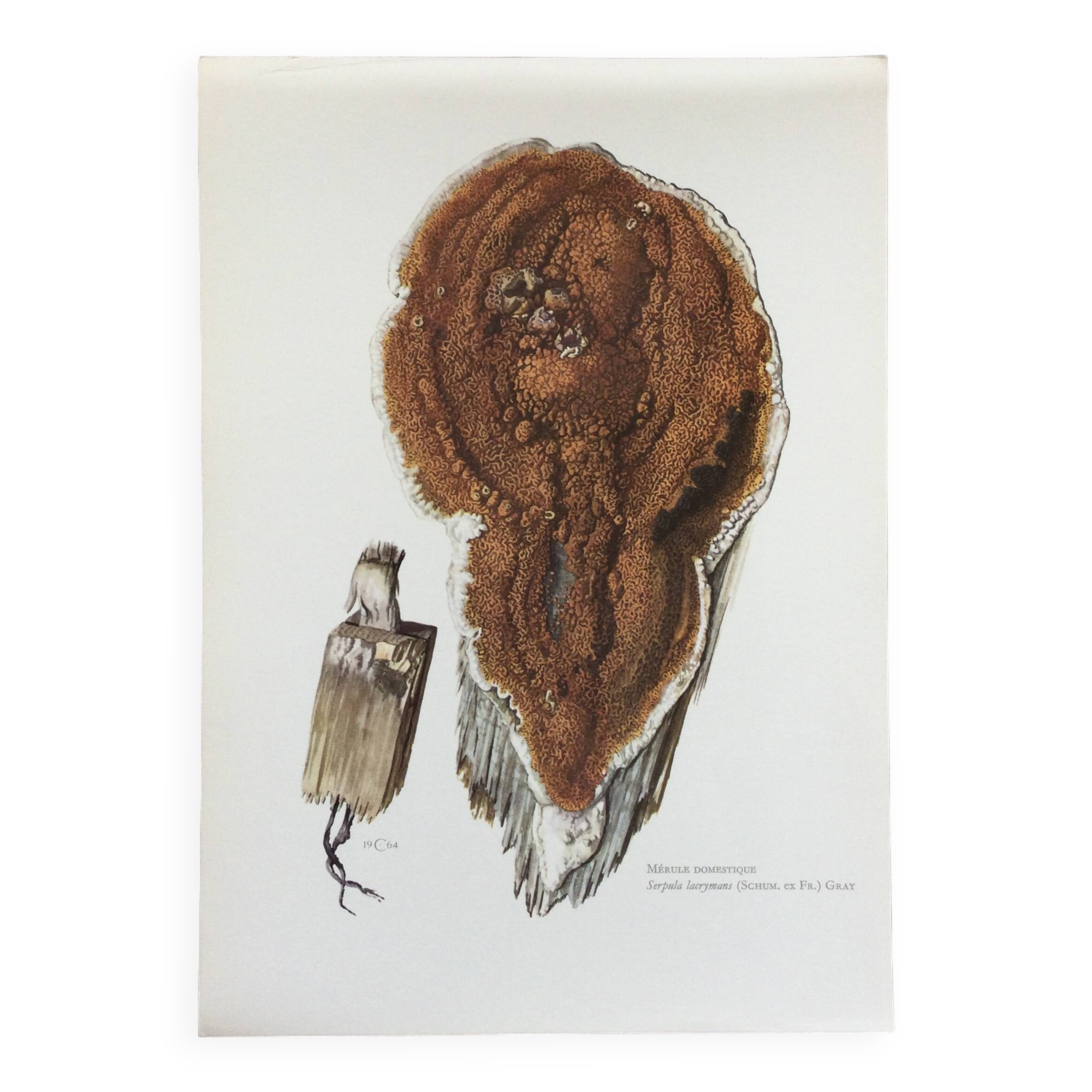 Polypore Mushroom Botanical Illustration. Vintage Print from the 60s.