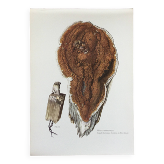 Polypore Mushroom Botanical Illustration. Vintage Print from the 60s.