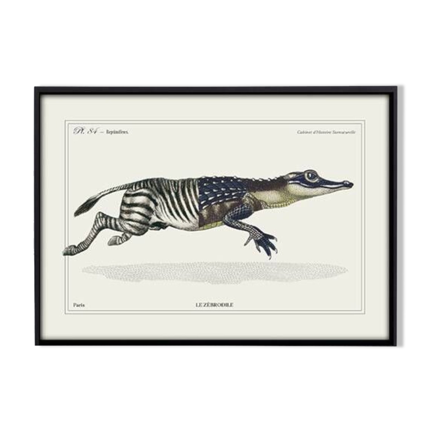 Lithograph engraving chimera animal - the zebrodile