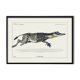 Lithograph engraving chimera animal - the zebrodile