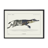 Lithographie gravure chimère animal - le zèbrodile