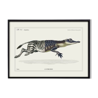 Lithograph engraving chimera animal - the zebrodile