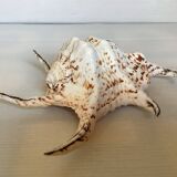 Lambis shell
