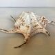 Lambis shell