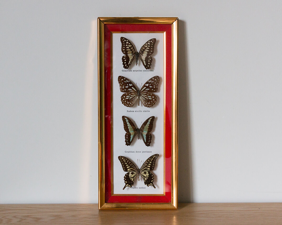 Framed butterflies