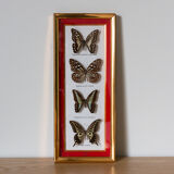 Framed butterflies