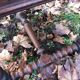 Louis XIII twisted farm table / Turned wooden desk