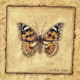 Framed naturalistic illustration of a butterfly, 36 x 36 cm.