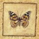 Framed naturalistic illustration of a butterfly, 36 x 36 cm.