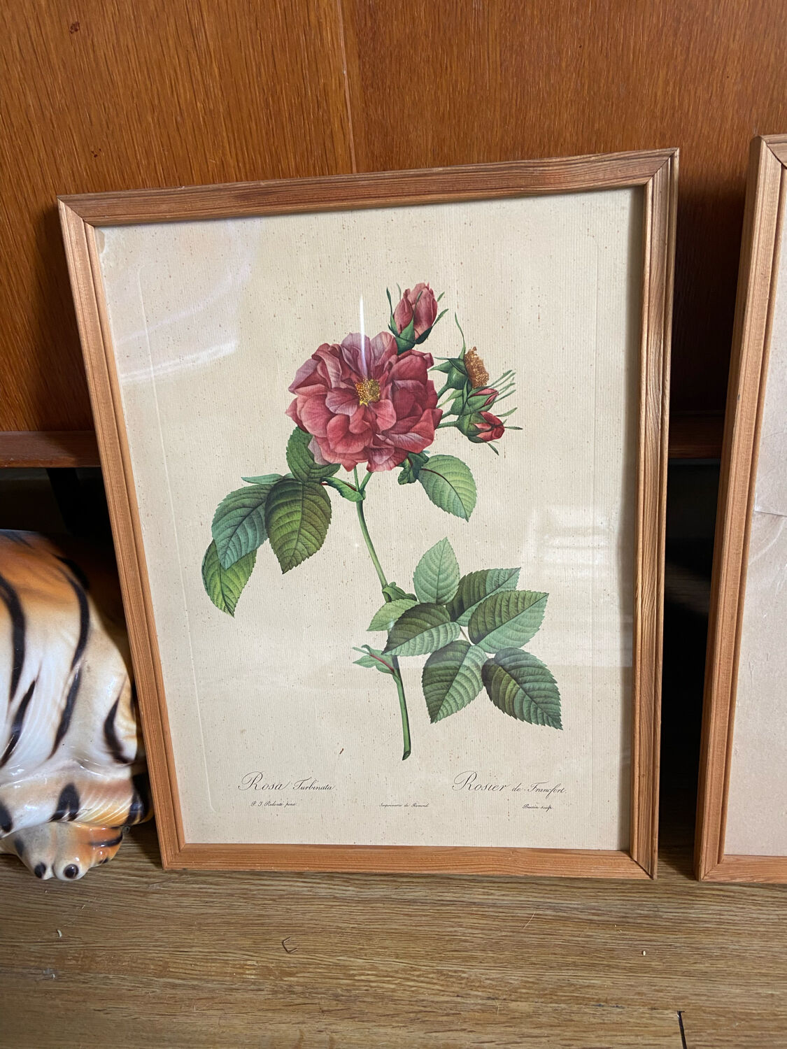 Trio of ancient botanical posters