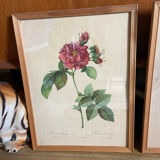 Trio of ancient botanical posters